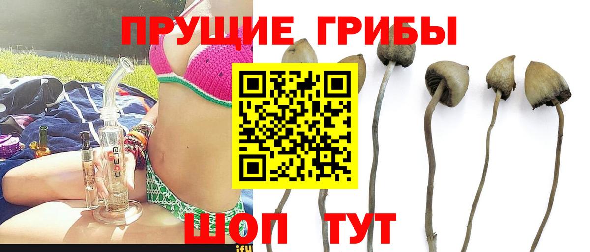 сколько стоит  Псилоцибиновые грибы MAGIC MUSHROOMS  Вход с VPN  Реж 